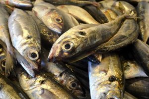 pesce omega3 sgombro